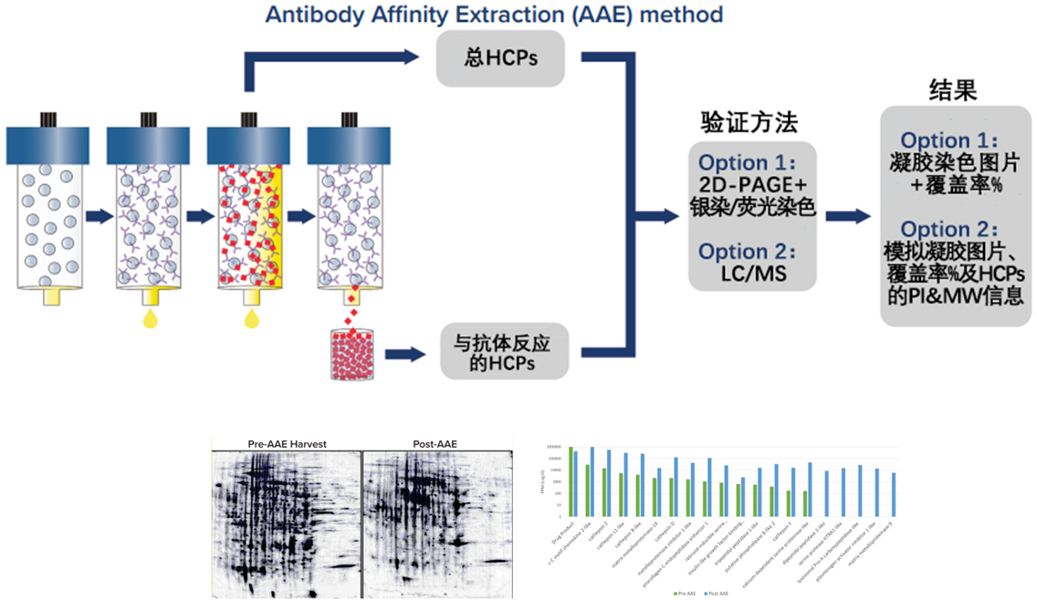 抗體親和提取(AAE?)：革新宿主細(xì)胞蛋白(HCPs)分析的新篇章